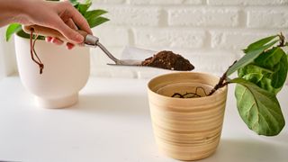 picture of woman planting a fiddle leaf fig cutting