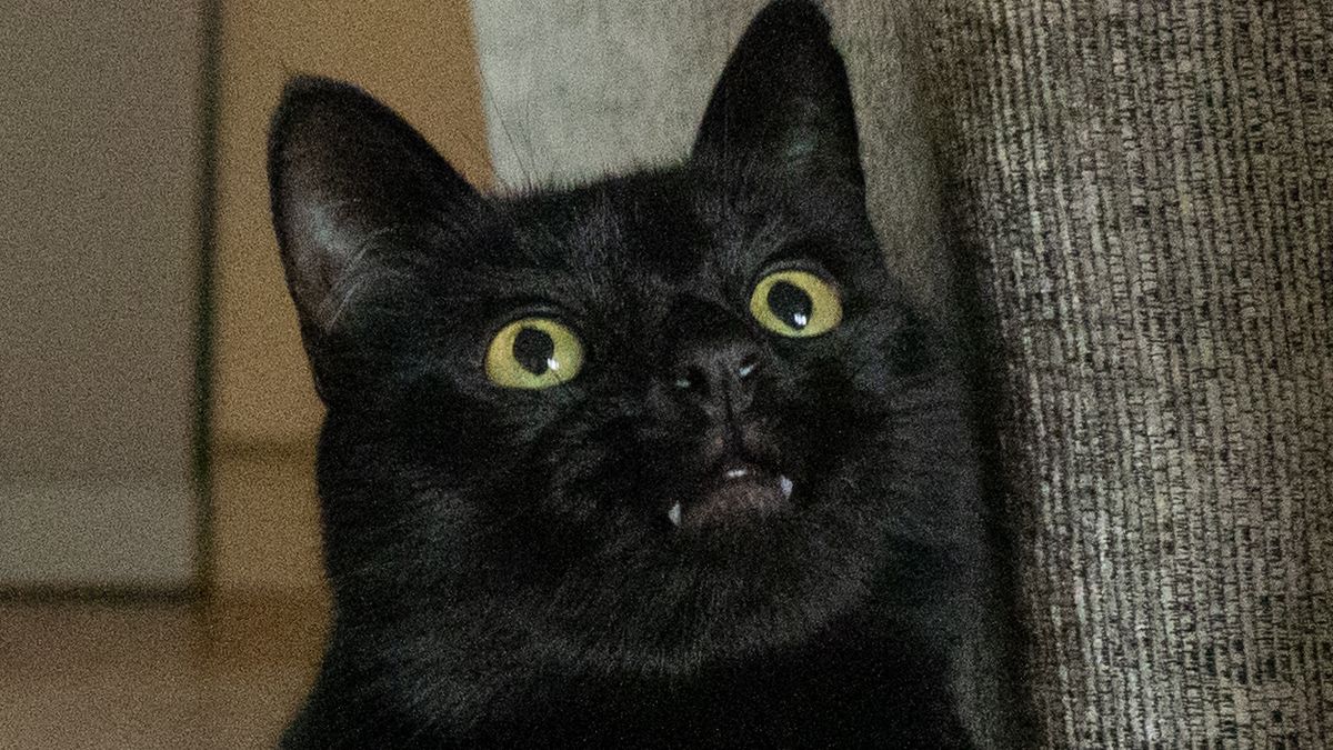 Close up of a black cat's face