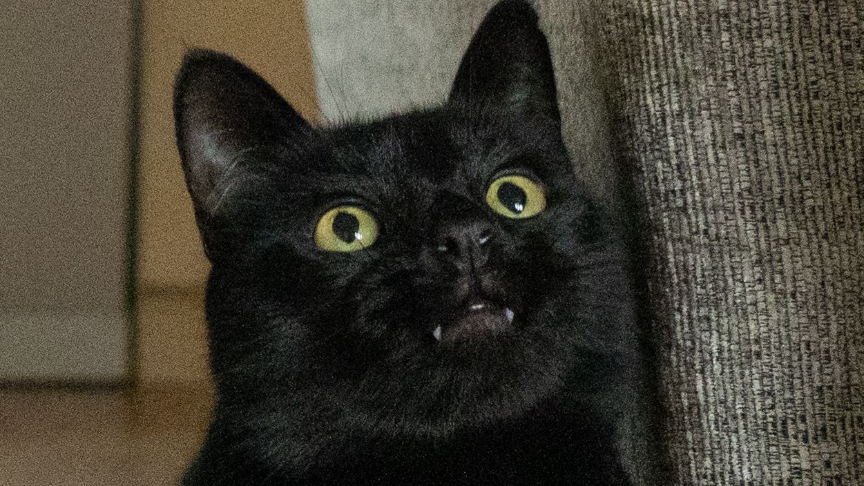 Close up of a black cat's face