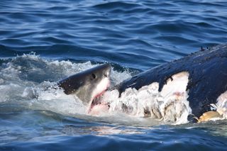 A great white shark tears into a humpback whale carcass at Stellwagen Bank National Marine Sanctuary, east of Boston.