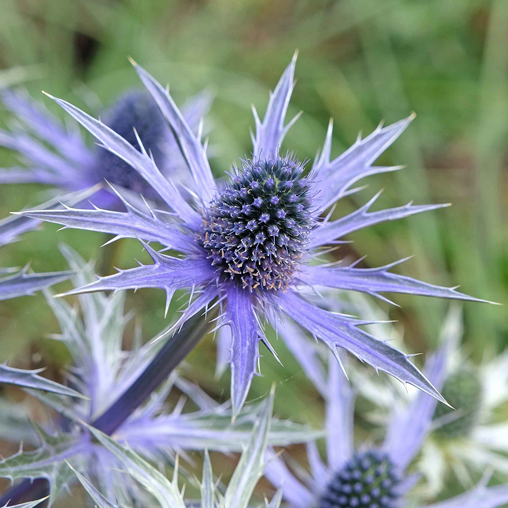 Eden Brothers Blue Star Sea Holly