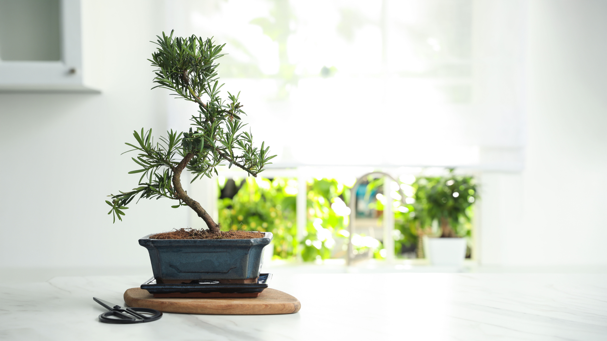bonsai rosemary plant on kitchen counter 