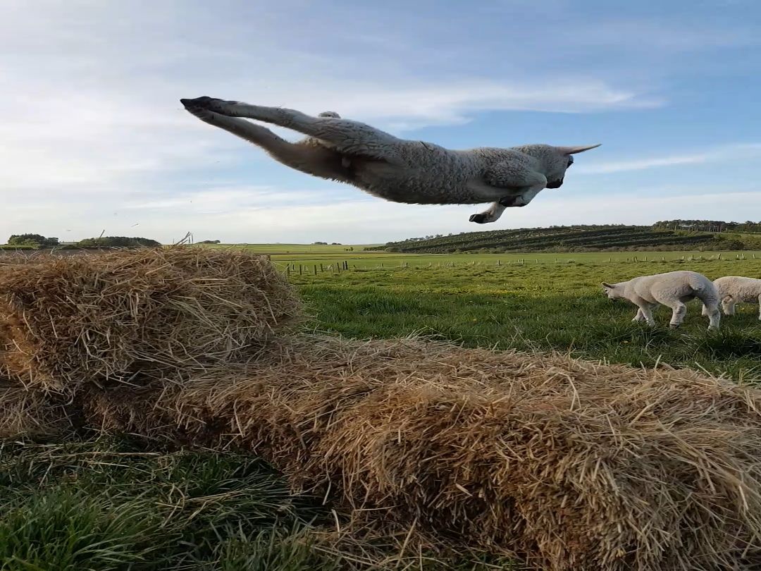 RSPCA Young Photographers Award