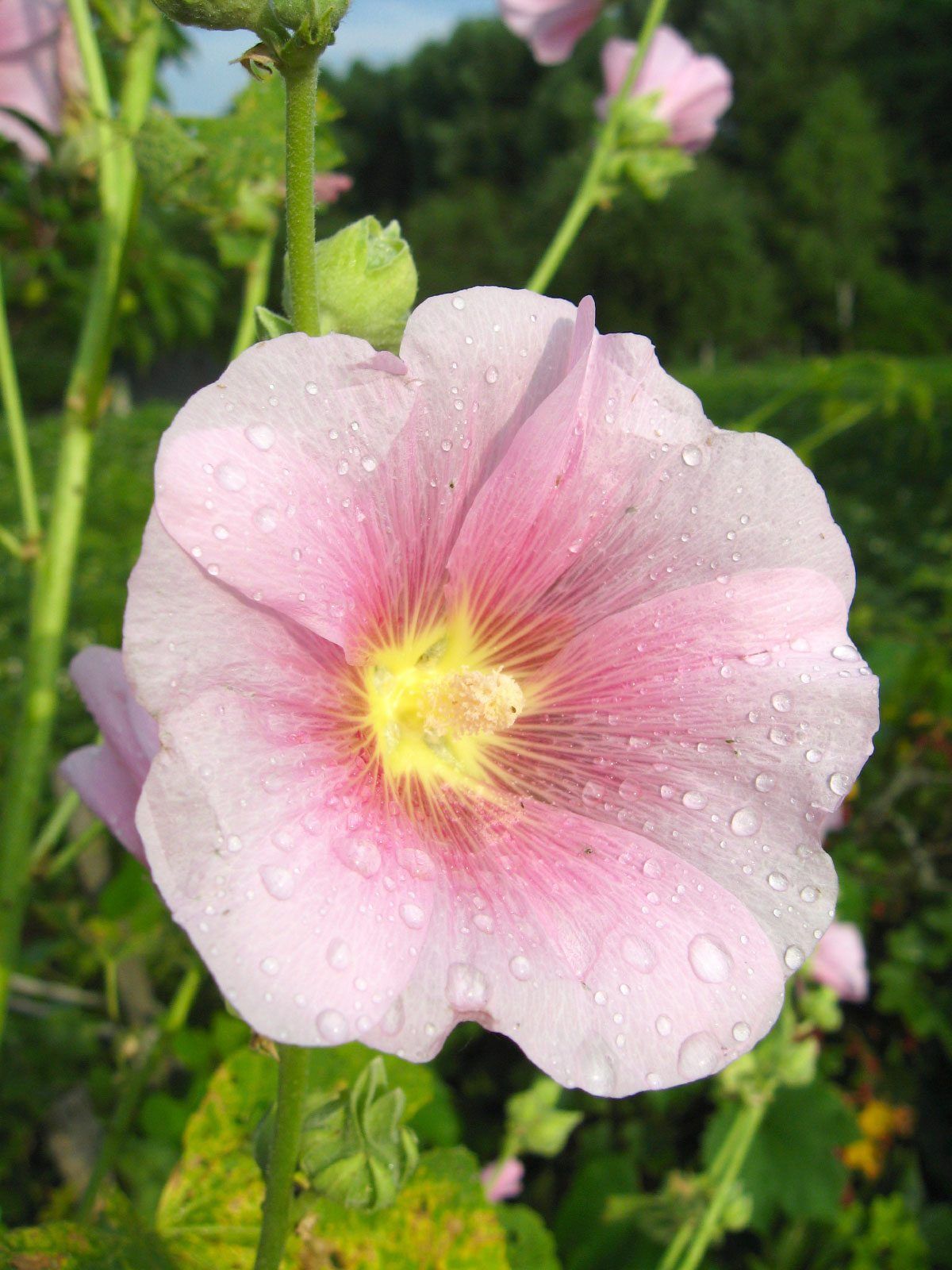 Lavatera Rose