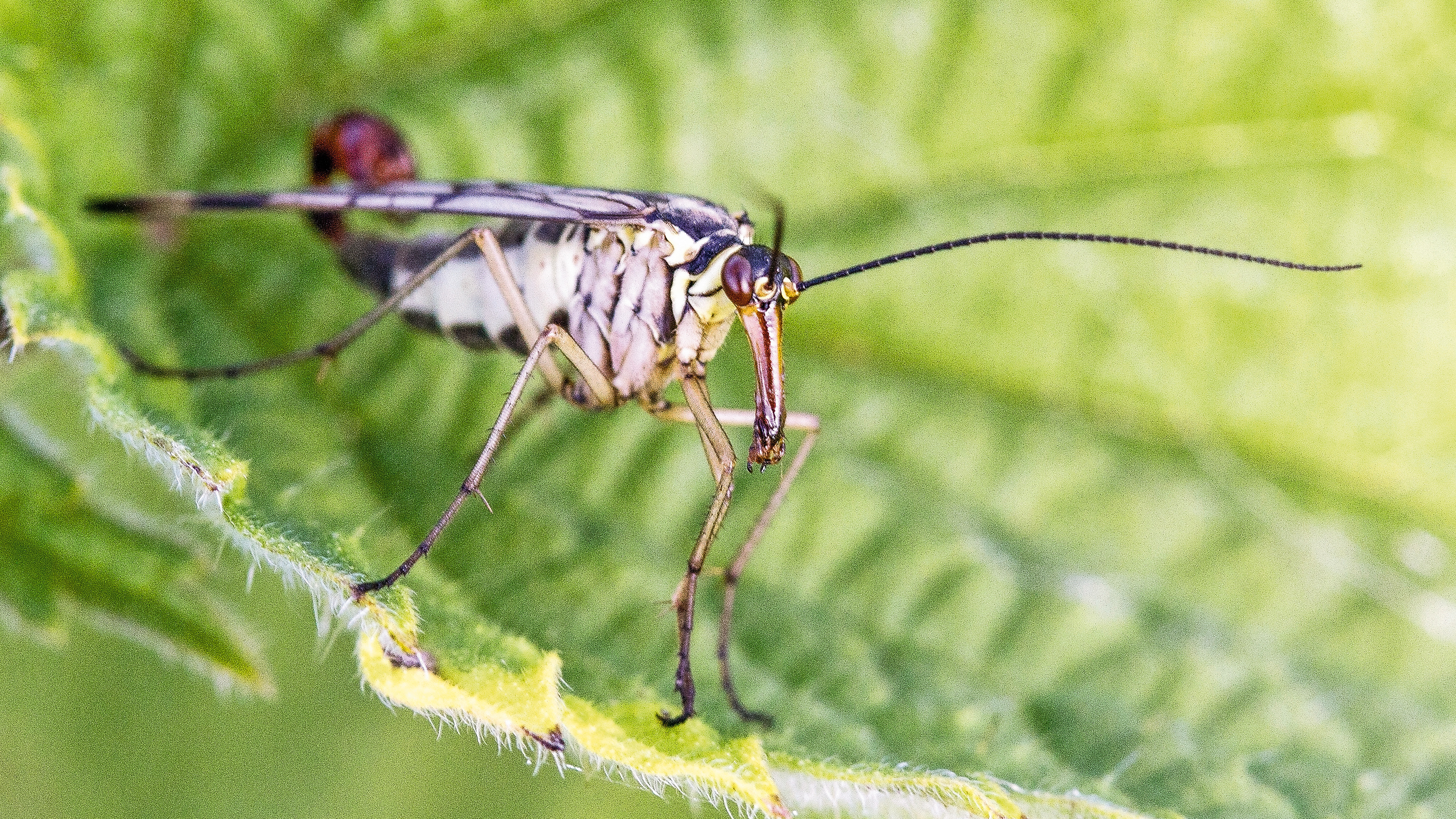 Macro photography