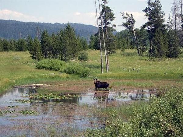 It's not unusual to see moose along the Great Divide Mountain Bike Route
