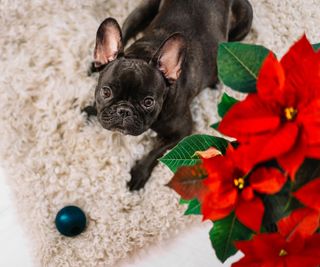 French bulldog looking up at poinsettia plant