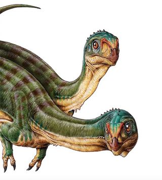 Two Chilesaurus diegosuarezi dinosaurs