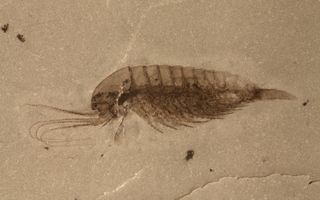 An unidentified species of Cambrian arthropod from the Leanchoilia genus has armlike appendages and long feelers.