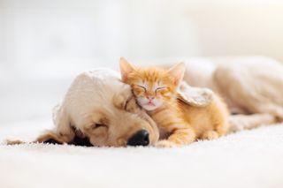 Cat and dog sleeping together.