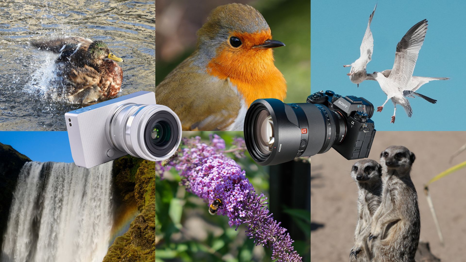 A selection of photos taken on mirrorless cameras