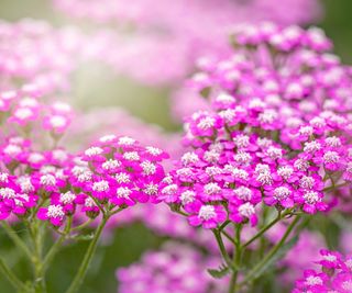 Close-up image of the cerise pink summer flowers of Achillea GettyImages-1209908181