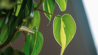 picture of a plant close-up