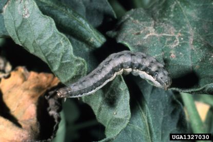 Armyworm On Leaf