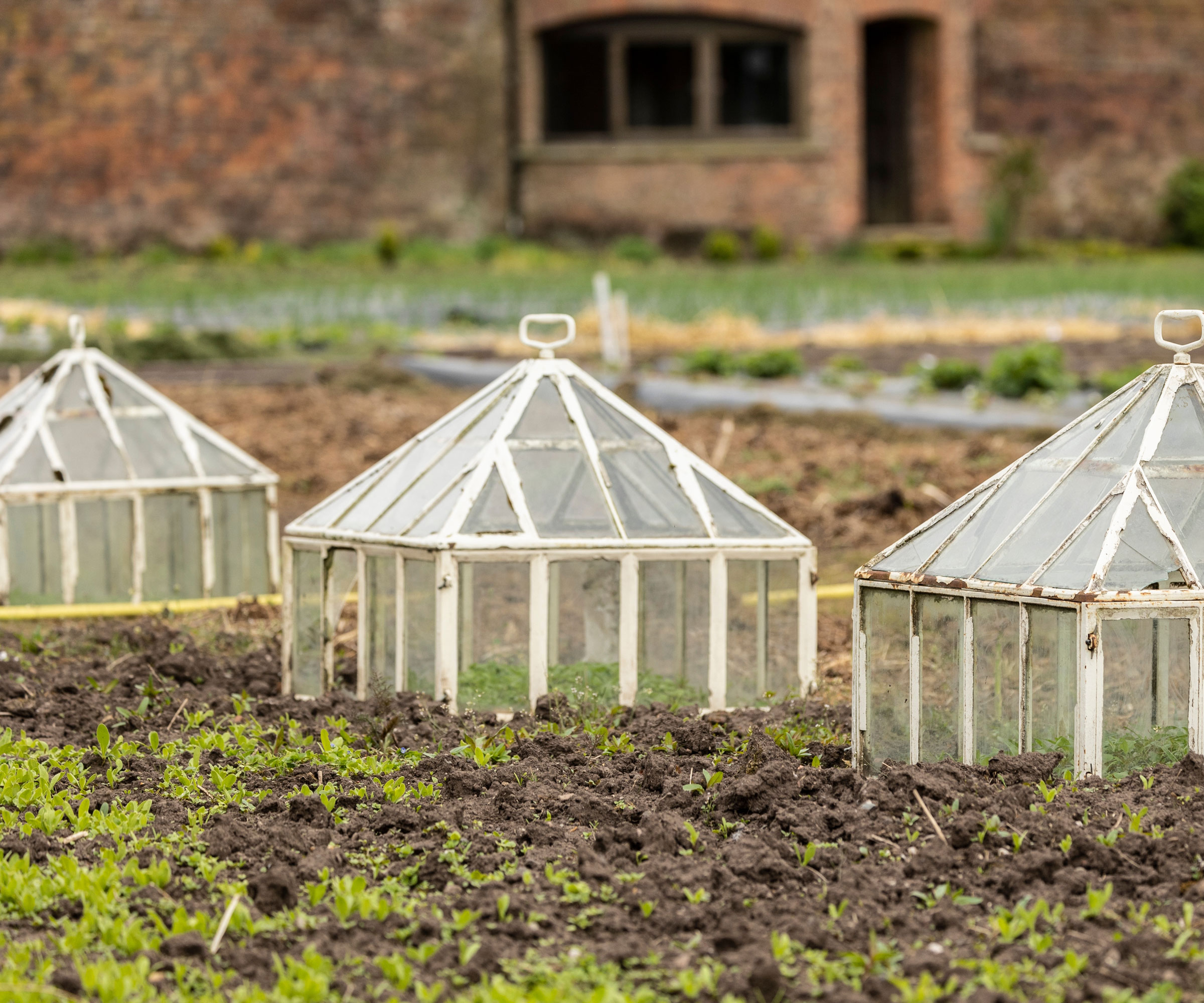 antique white cloches on raised beds in winter