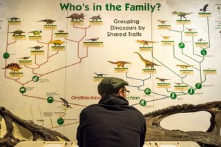 A man in front of a diagram at a museum that shows how birds evolved from dinosaurs