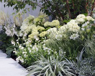 border filled with white flowers including hydrangea