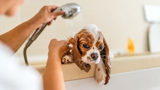 Dog being washed with shower head