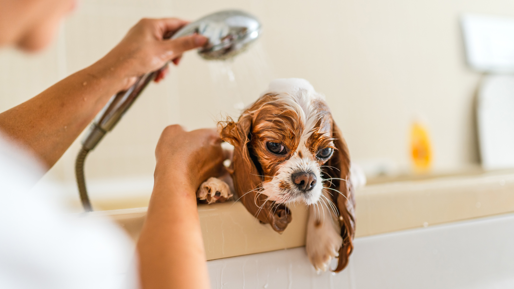 Everything I learned about grooming while running a pet health spa and ...