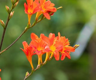 ‘Severn Sunrise’ crocosmia