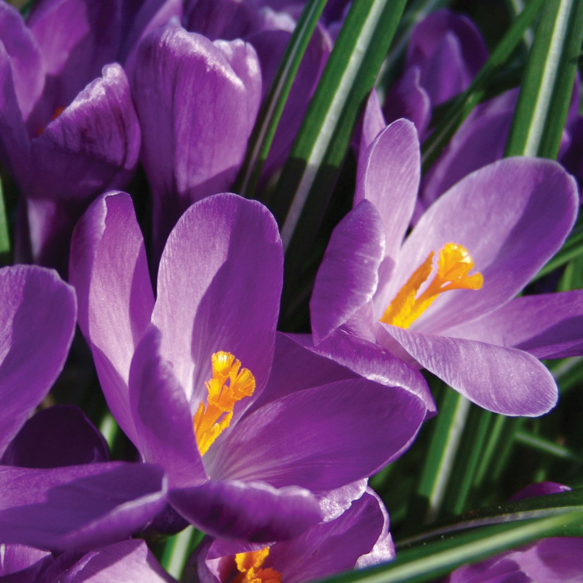 Flower Record Crocus Vernus Bulbs - 15 Bulbs