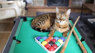 Cat on billiard table