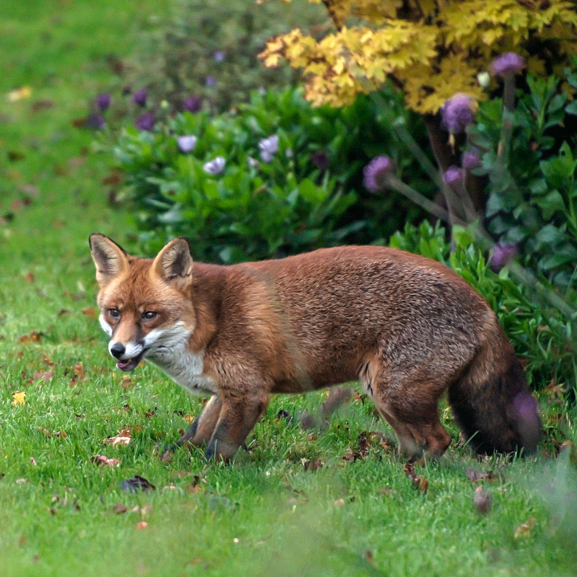 Fox in garden