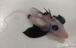 The newly hatched ghost shark may belong to one of 50 known species of these strange deepwater creatures.