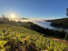 Mendocino-Ridge–Perli Vineyard