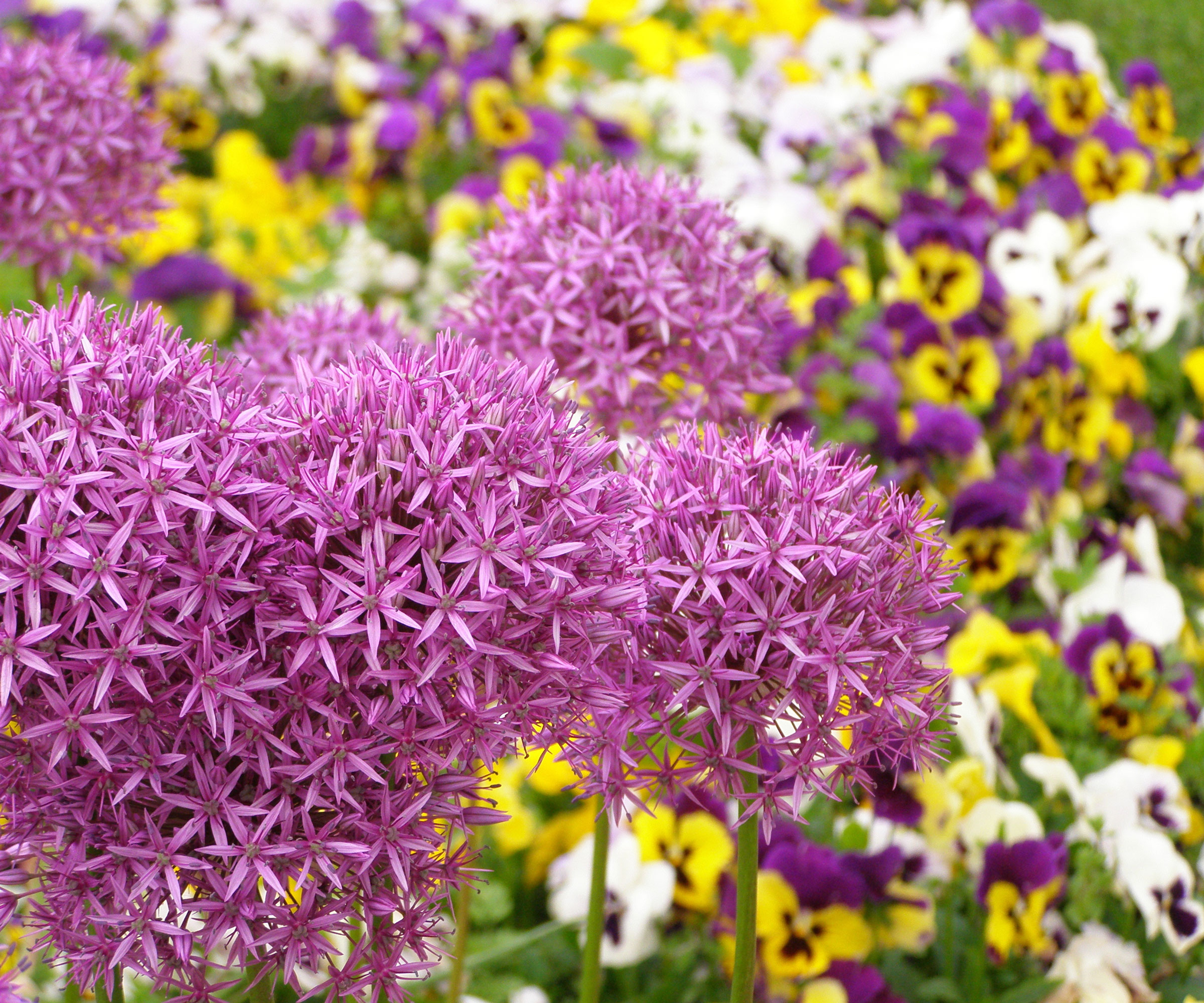 alliums and pansies in mixed border display