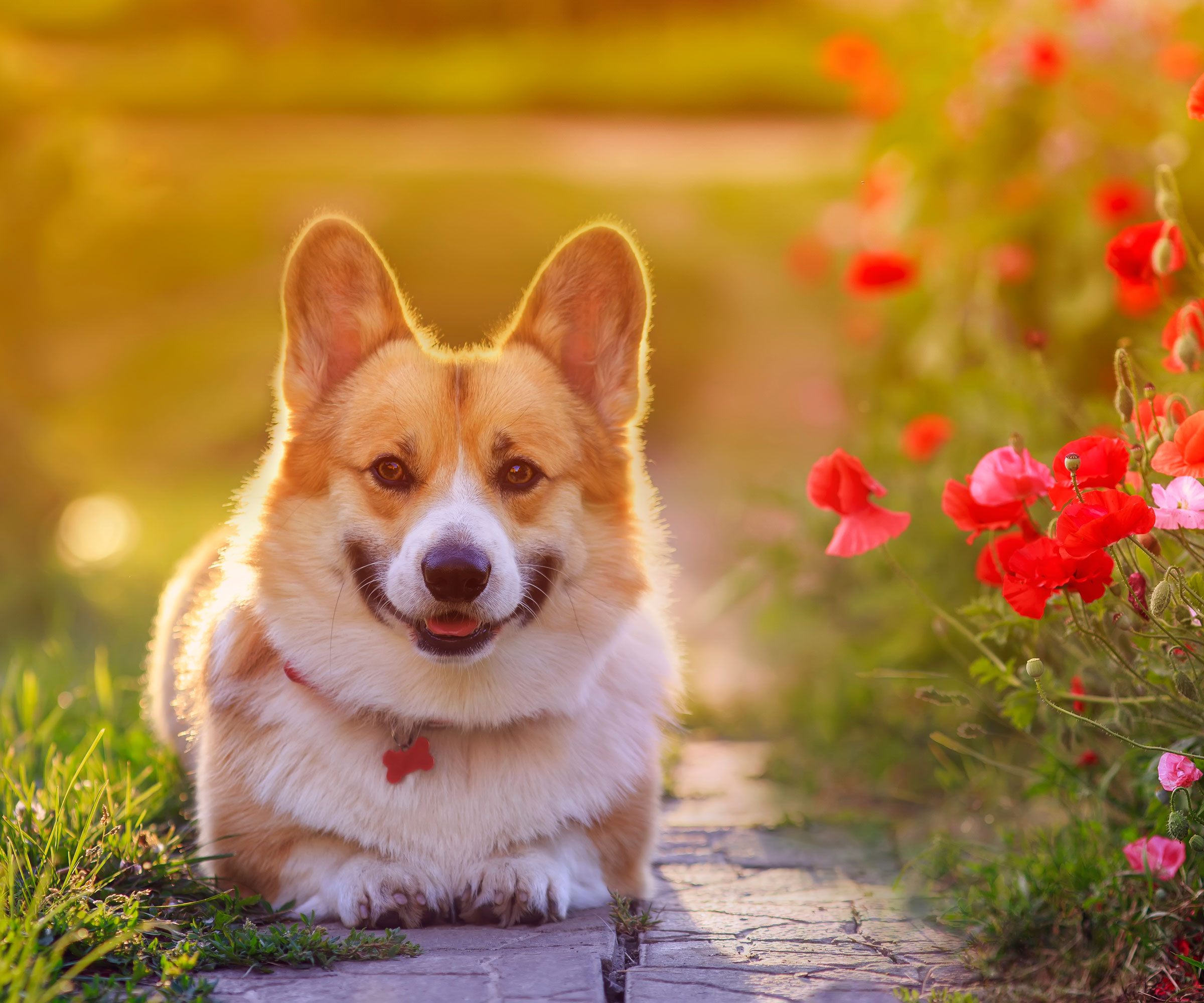 corgi dog walking along garden path