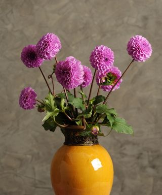 purple dahlias in ceramic vase