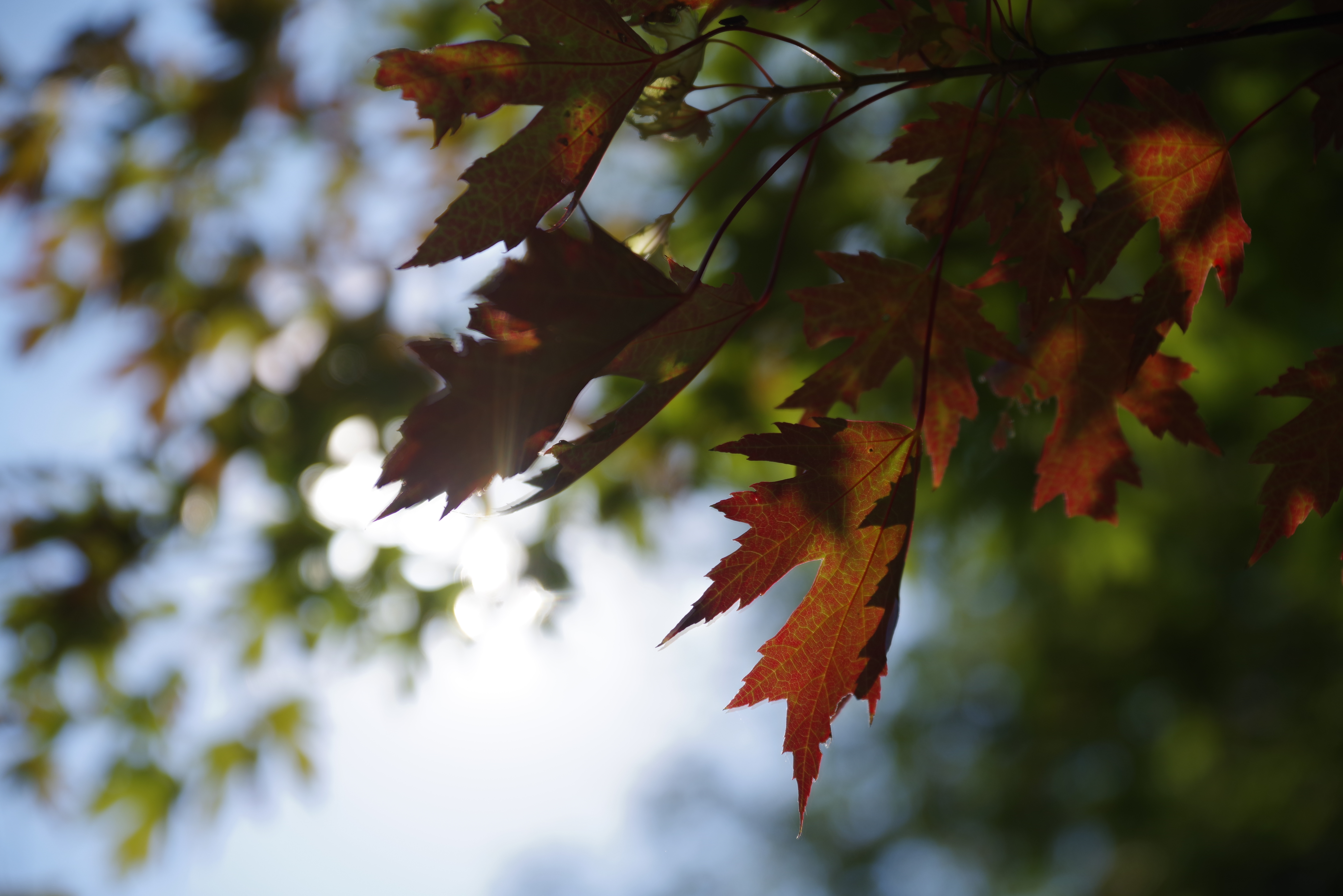 Sample image from the Pentax-D FA 24-70mm f/2.8 ED SDM WR