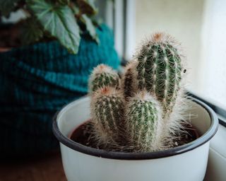 Cactus in window