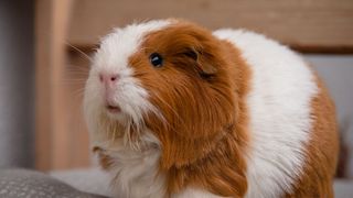 Ginger and white guinea pig — Best small pets