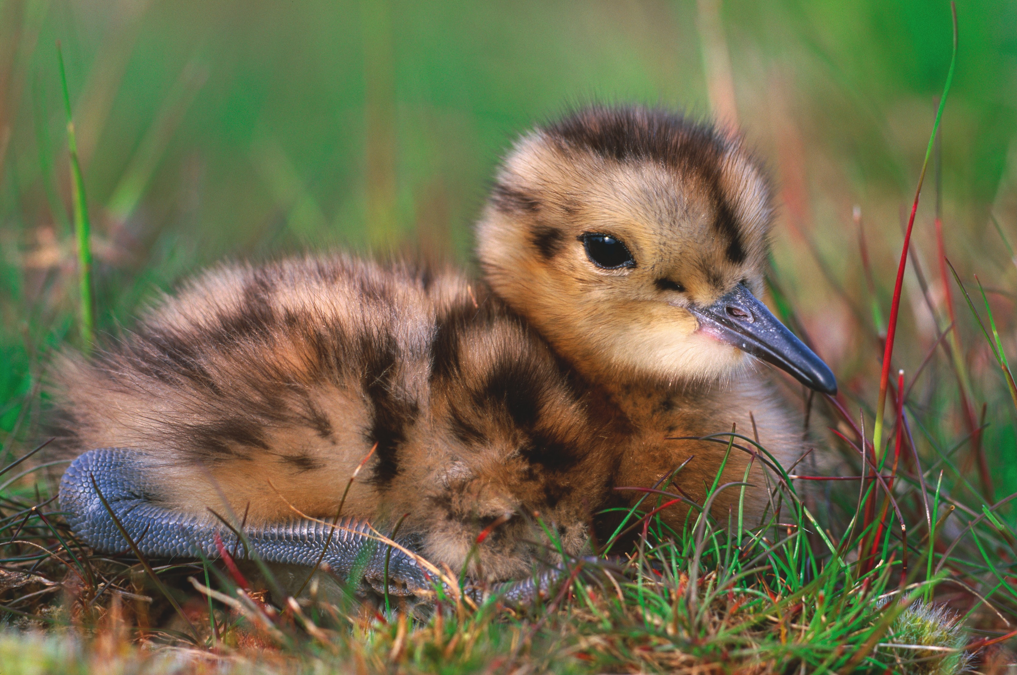 Curlew chick looking cute