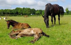 Foster-mare-b.jpg