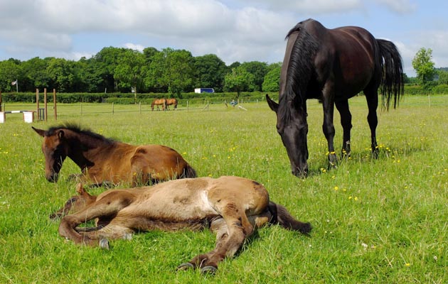 Foster-mare-b.jpg