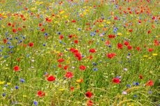 Wildflower meadows make up 1% of our land, but contain 50% of our flora.