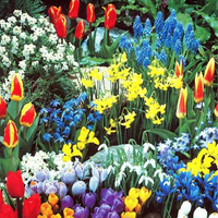 Complete Spring Bulb Garden - 50 bulbs: $34 @ Amazon