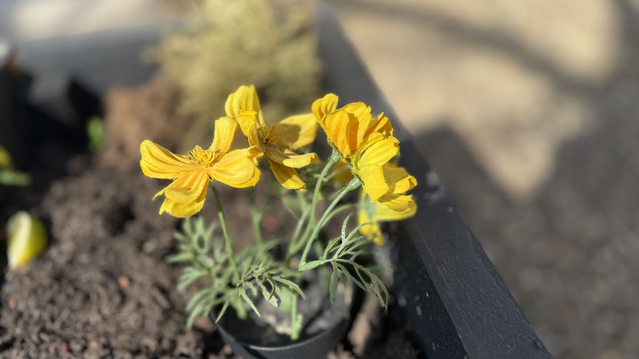 iPhone 16 Pro Max camera shootout