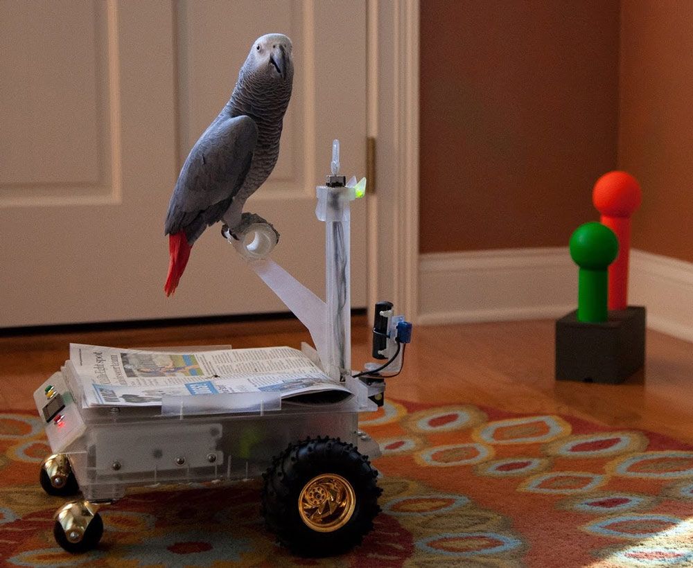 Bird Buggy Robots