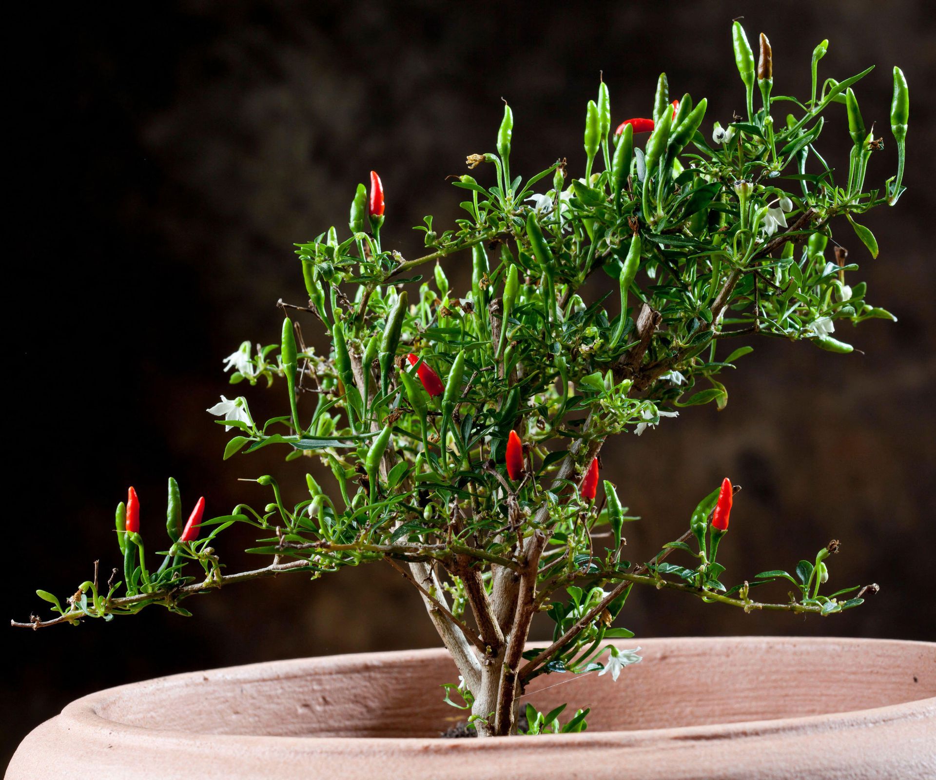 chili pepper bonsai tree with red fruits