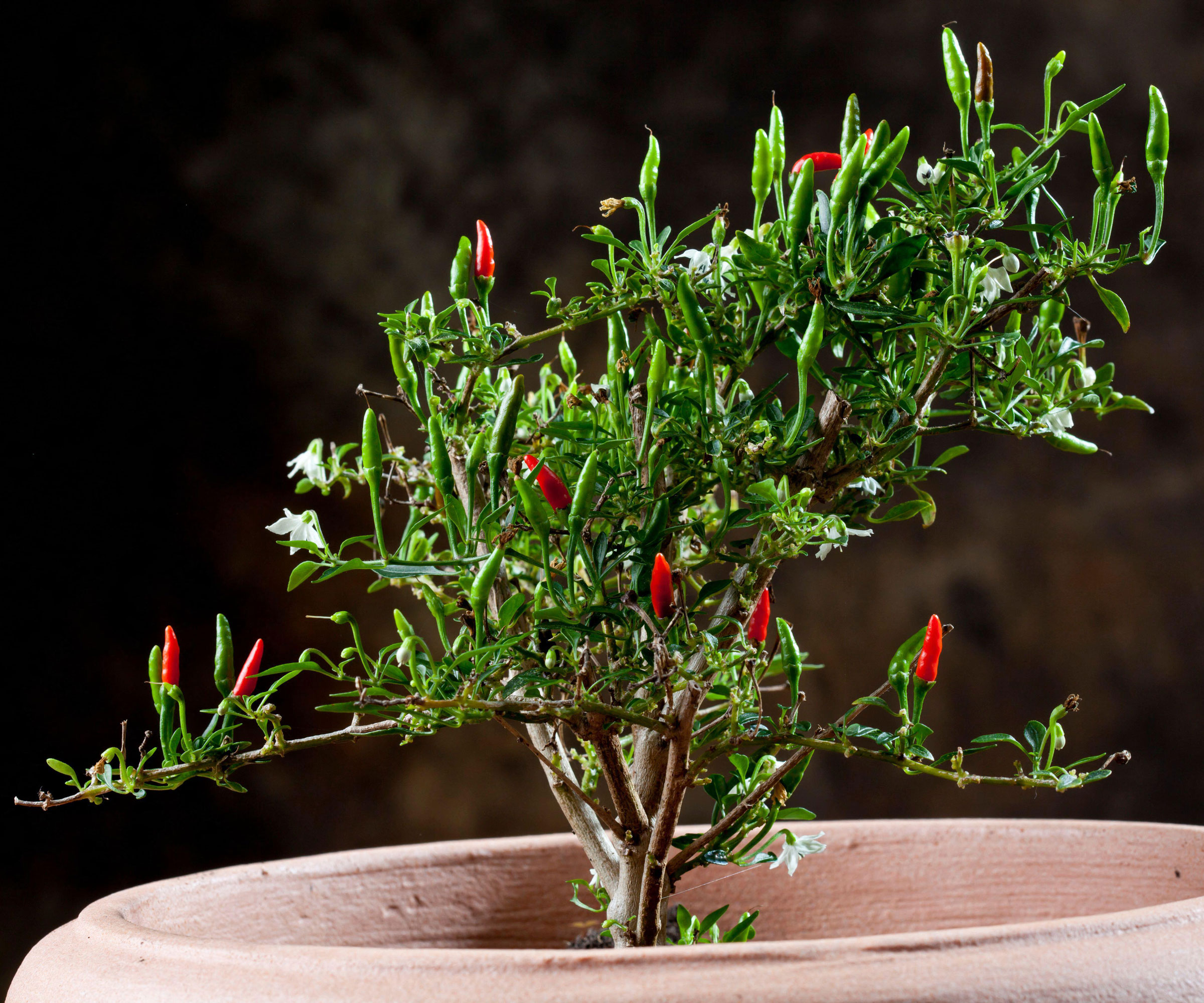 chili pepper bonsai tree with red fruits