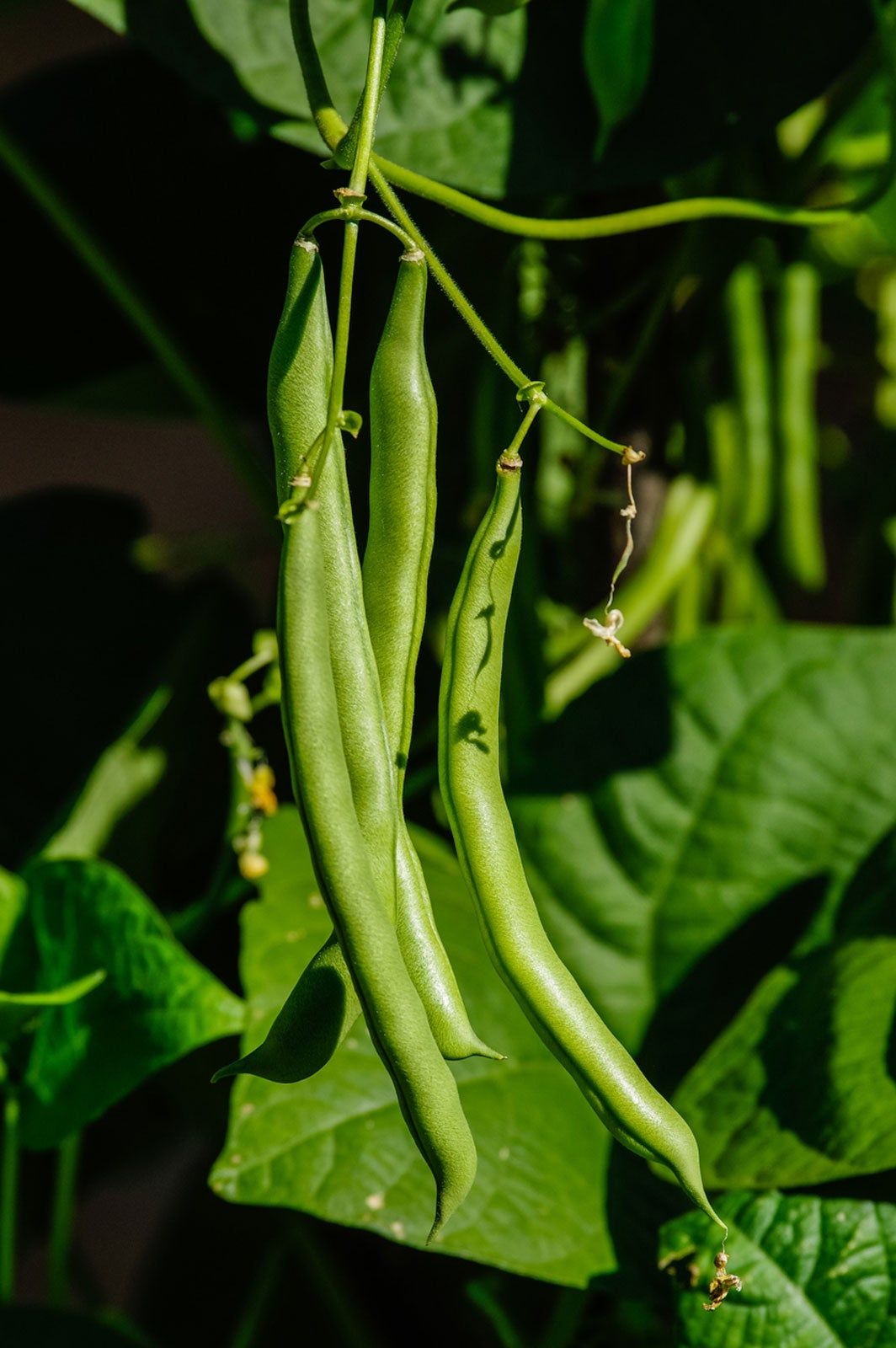 Green Bountiful Heirloom Beans