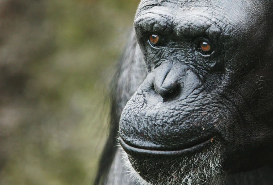 Study: Chimpanzees don&amp;#039;t kill due to human interference