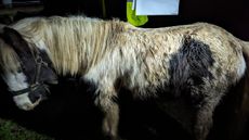 Soul-when-rescued-1.jpg