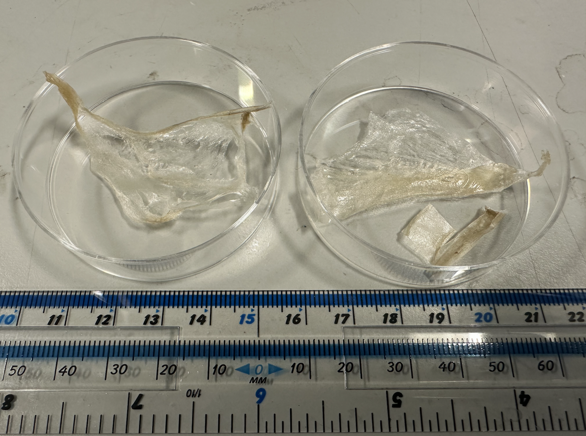 Cellulose