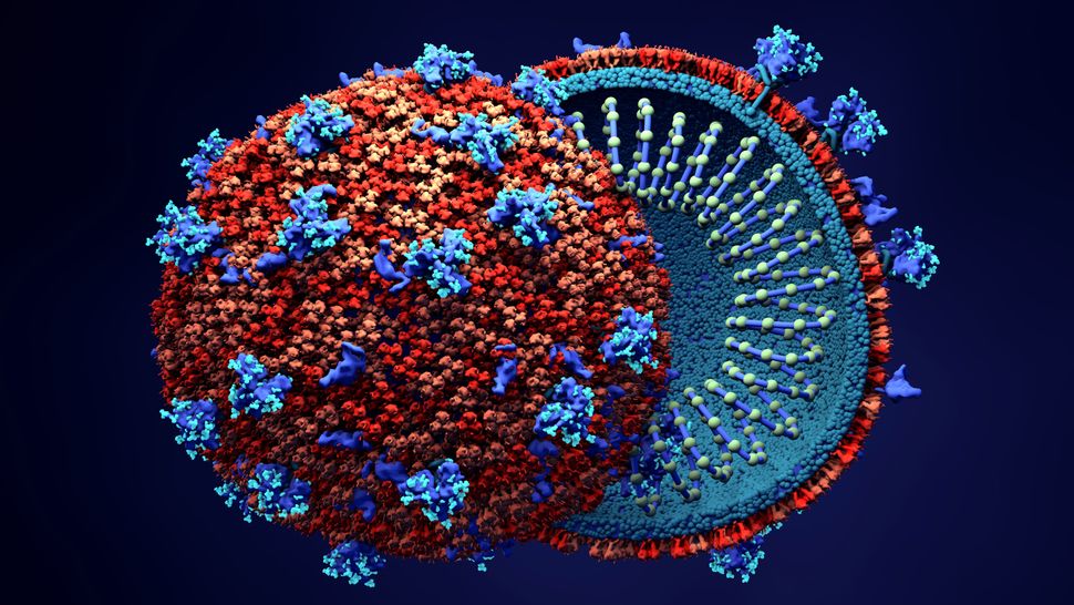 Scientists figure out how new coronavirus breaks into human cells