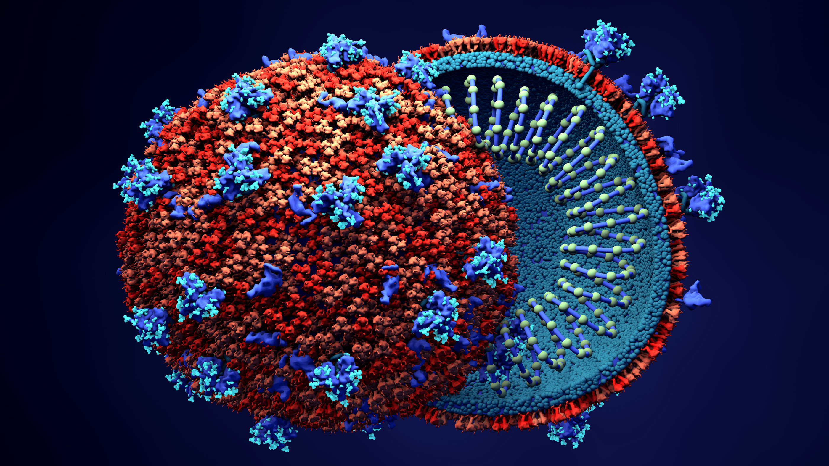 Scientists Figure Out How New Coronavirus Breaks Into Human Cells